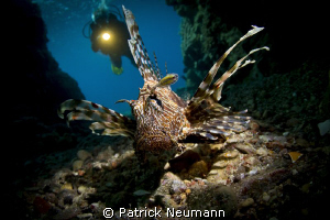 Snooted Lionfish in a cave with diver (my Dad :)) in the ... by Patrick Neumann 